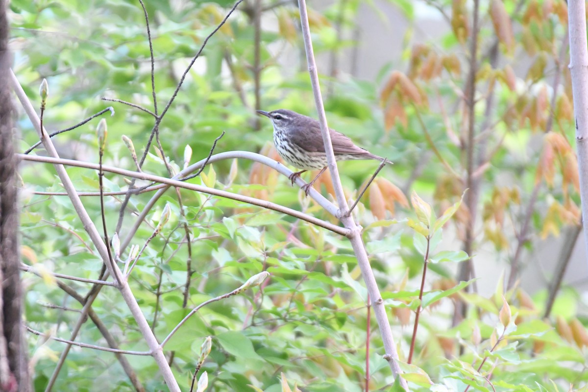 Northern Waterthrush - ML617742464