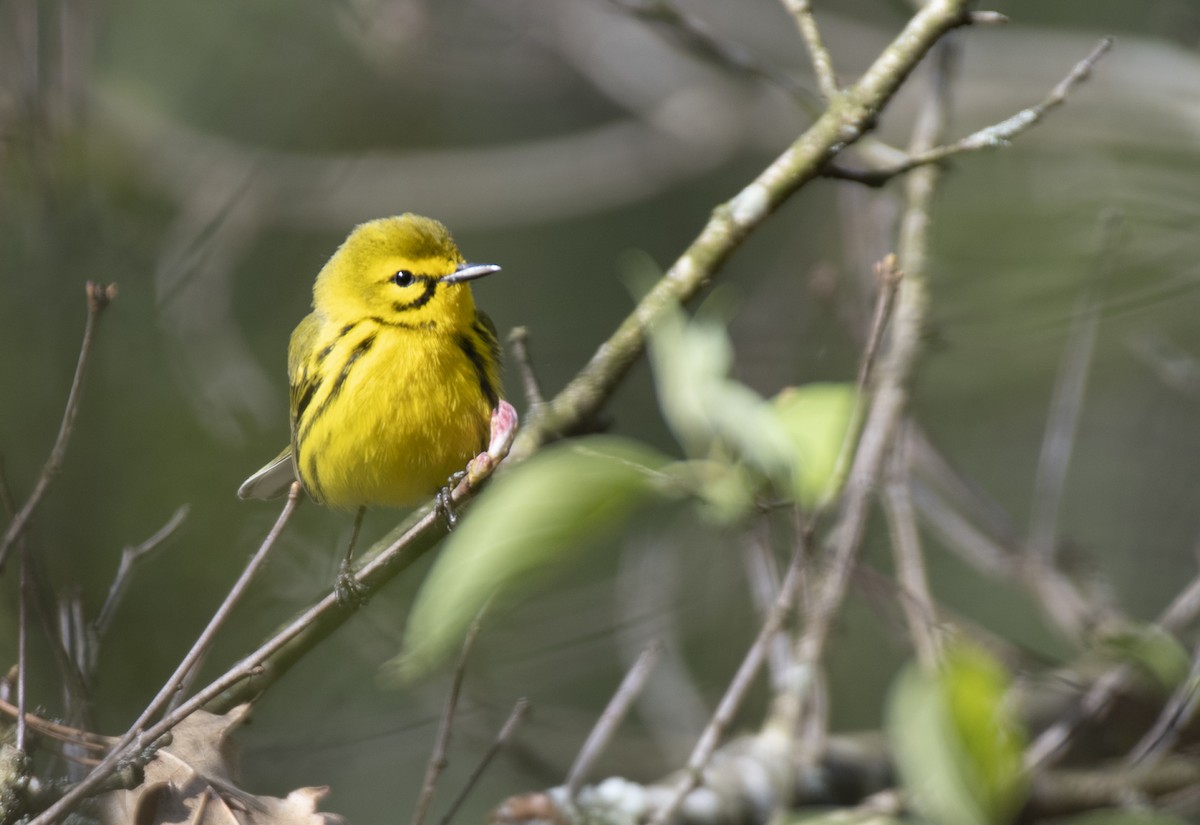 Prairie Warbler - ML617742490