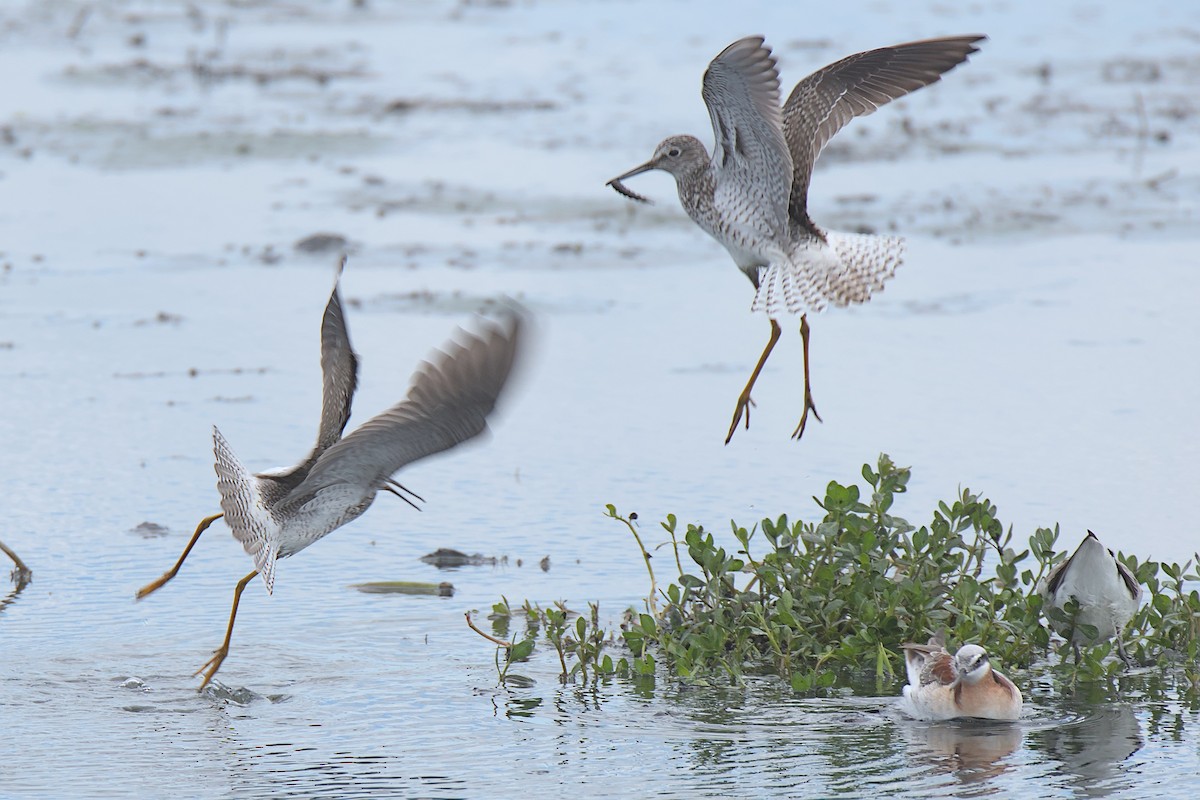 Lesser Yellowlegs - ML617742497