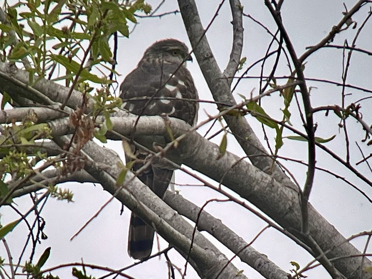 Sharp-shinned/Cooper's Hawk - ML617742535