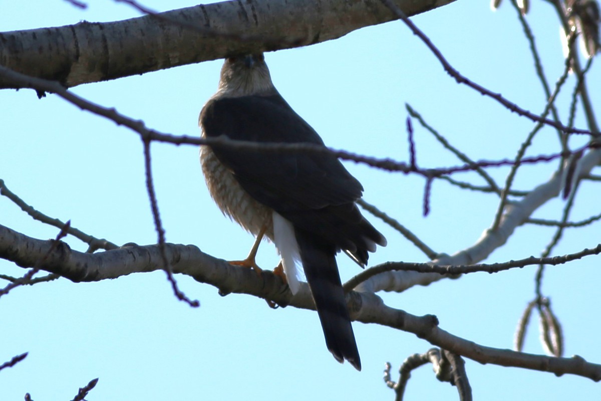 Sharp-shinned Hawk - Shari Foley