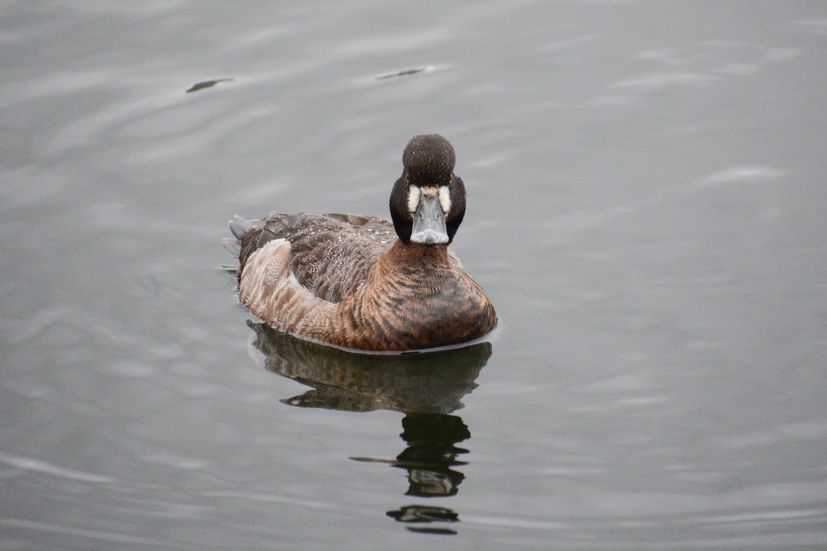 Lesser Scaup - David Jeffrey Ringer