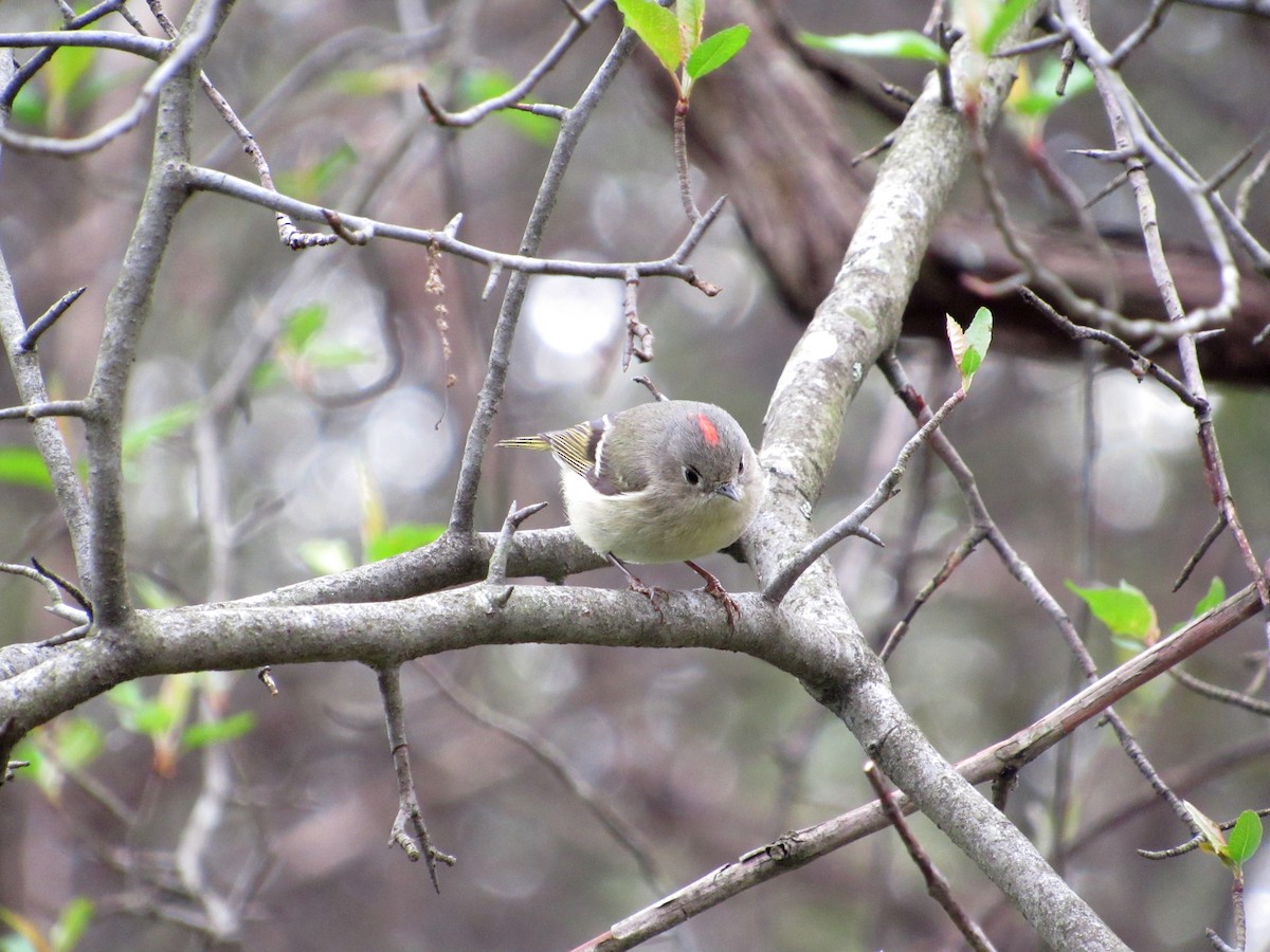 Ruby-crowned Kinglet - Joseph Pumford