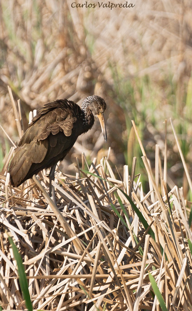 Limpkin - ML617742628