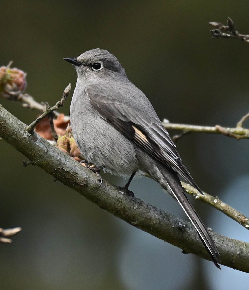 Townsend's Solitaire - ML617742636