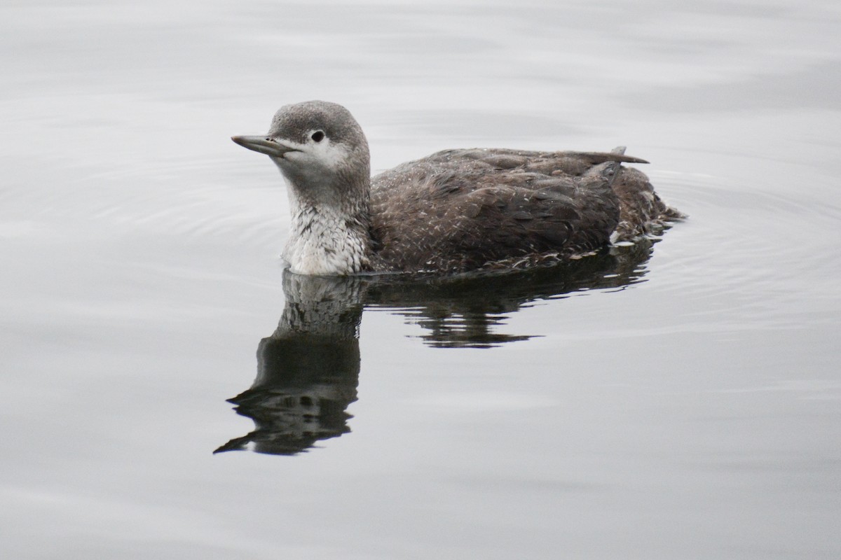 Red-throated Loon - David Jeffrey Ringer