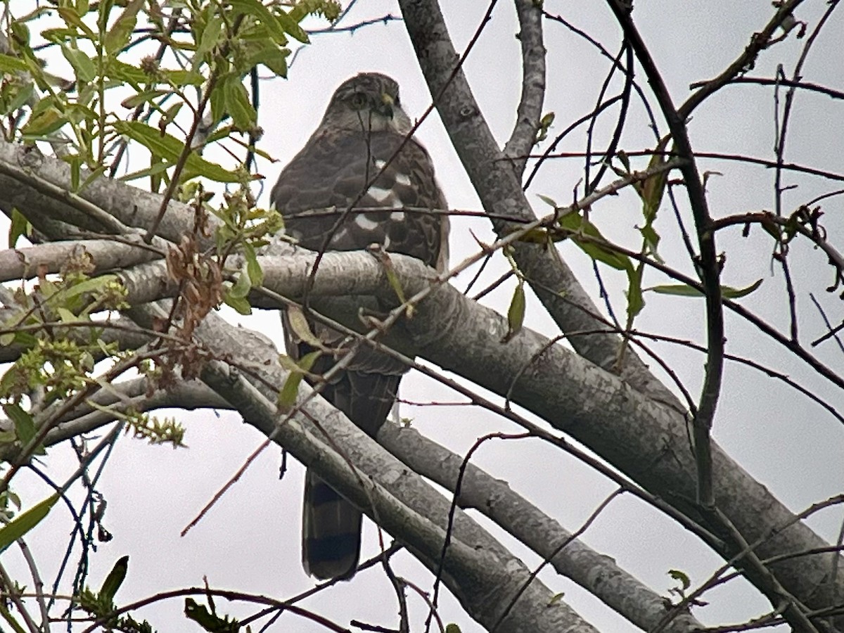 Sharp-shinned/Cooper's Hawk - ML617742668