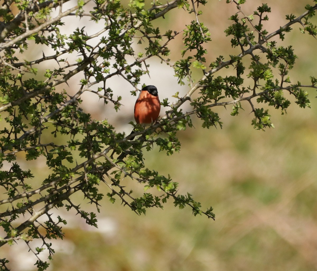 Eurasian Bullfinch - ML617742729