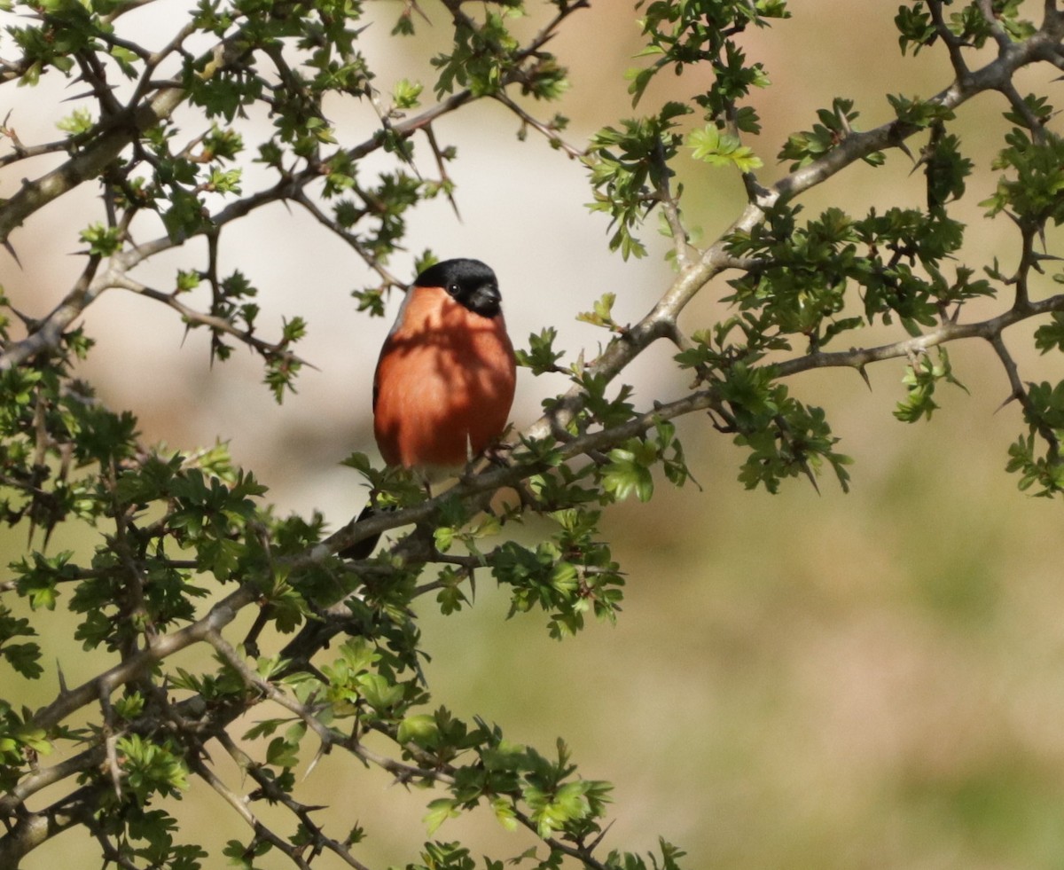 Eurasian Bullfinch - ML617742730