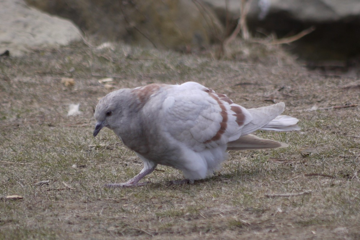 Rock Pigeon (Feral Pigeon) - ML617742751