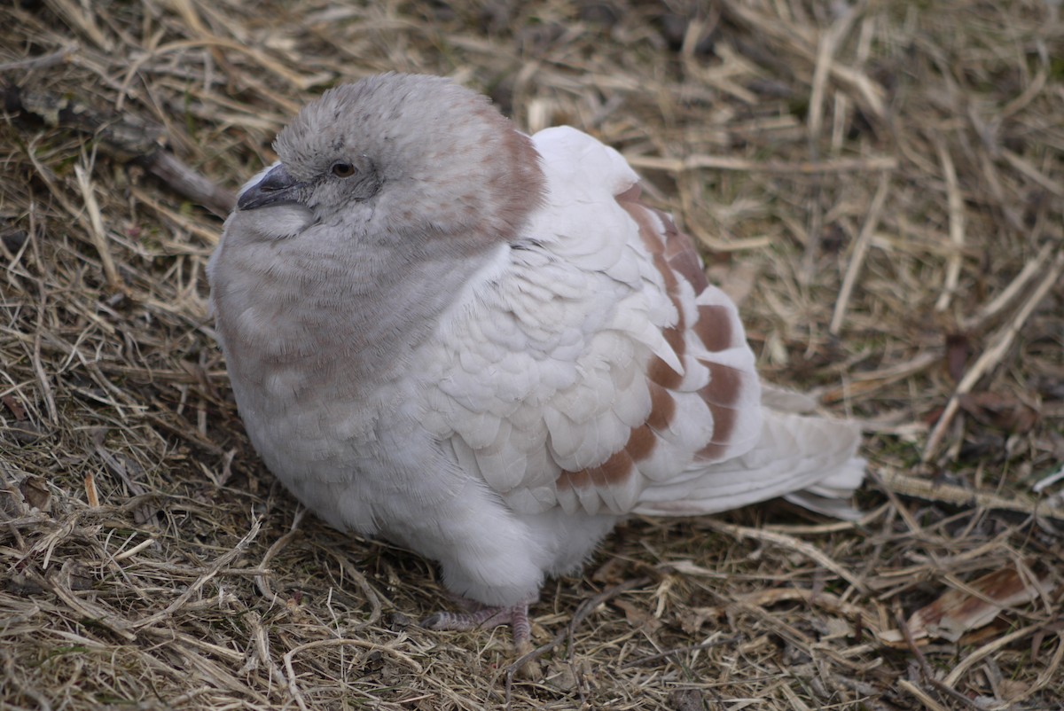 Сизый голубь (Одомашненного типа) - ML617742754