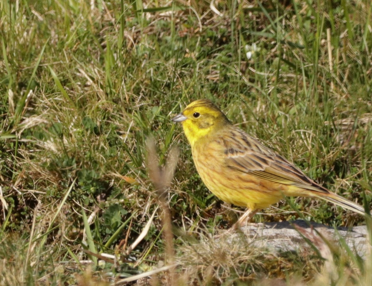 Yellowhammer - ML617742755