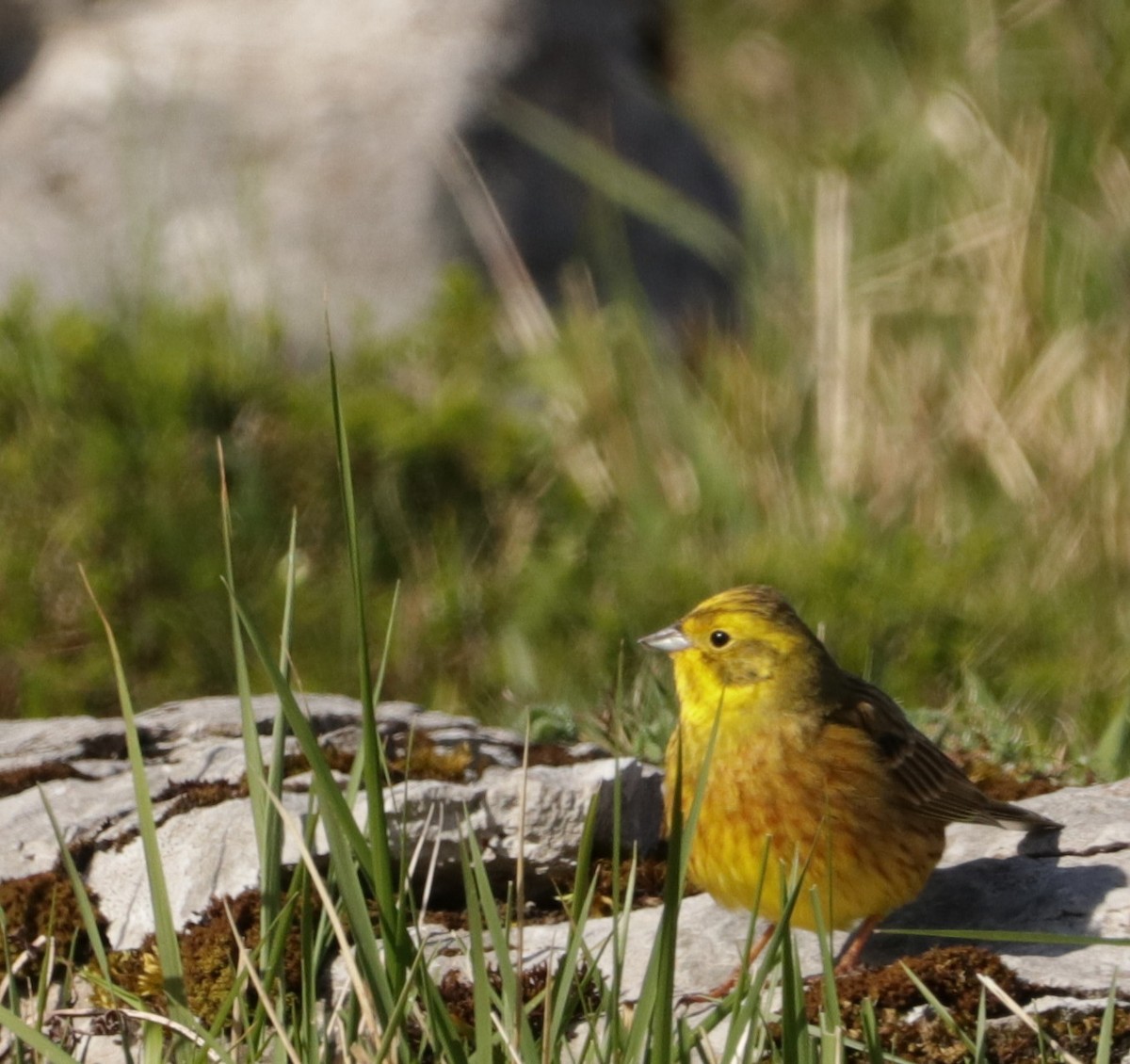 Yellowhammer - ML617742757