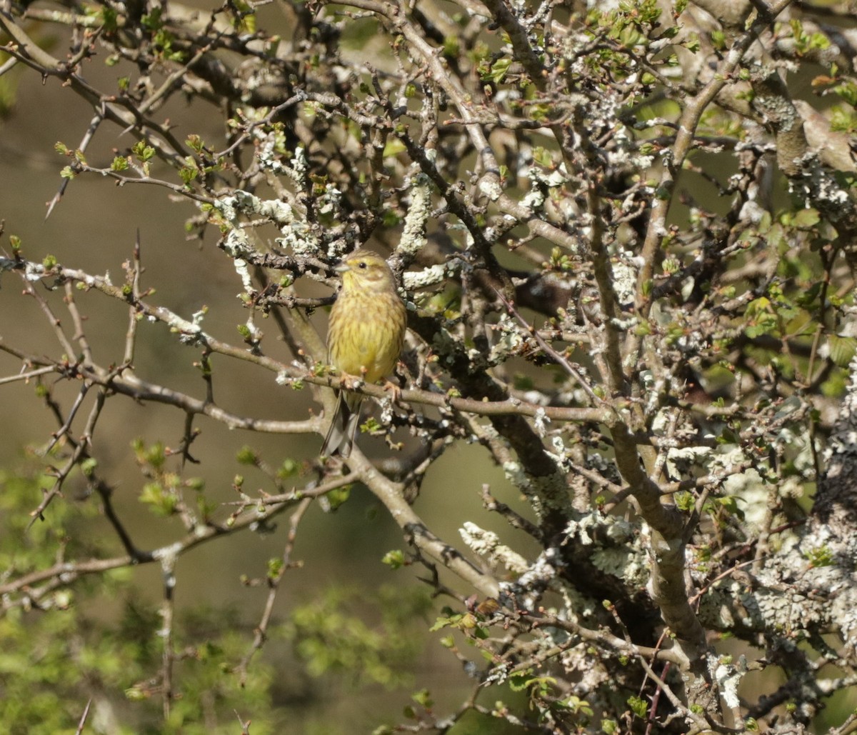 Yellowhammer - ML617742758