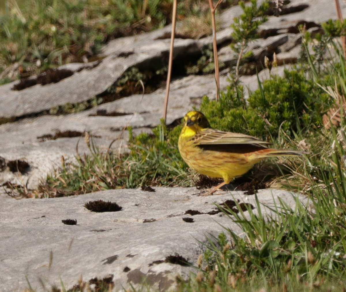 Yellowhammer - ML617742759