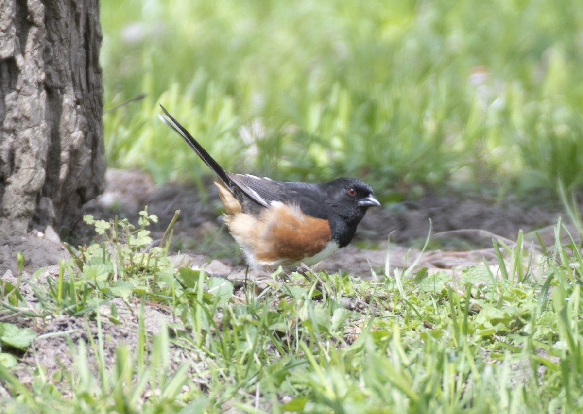 Eastern Towhee - ML617742787