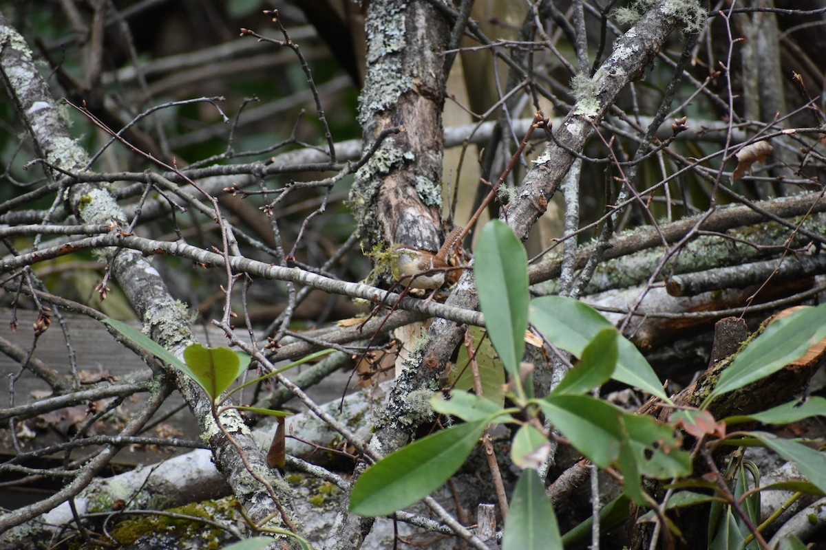 Carolina Wren - ML617742807