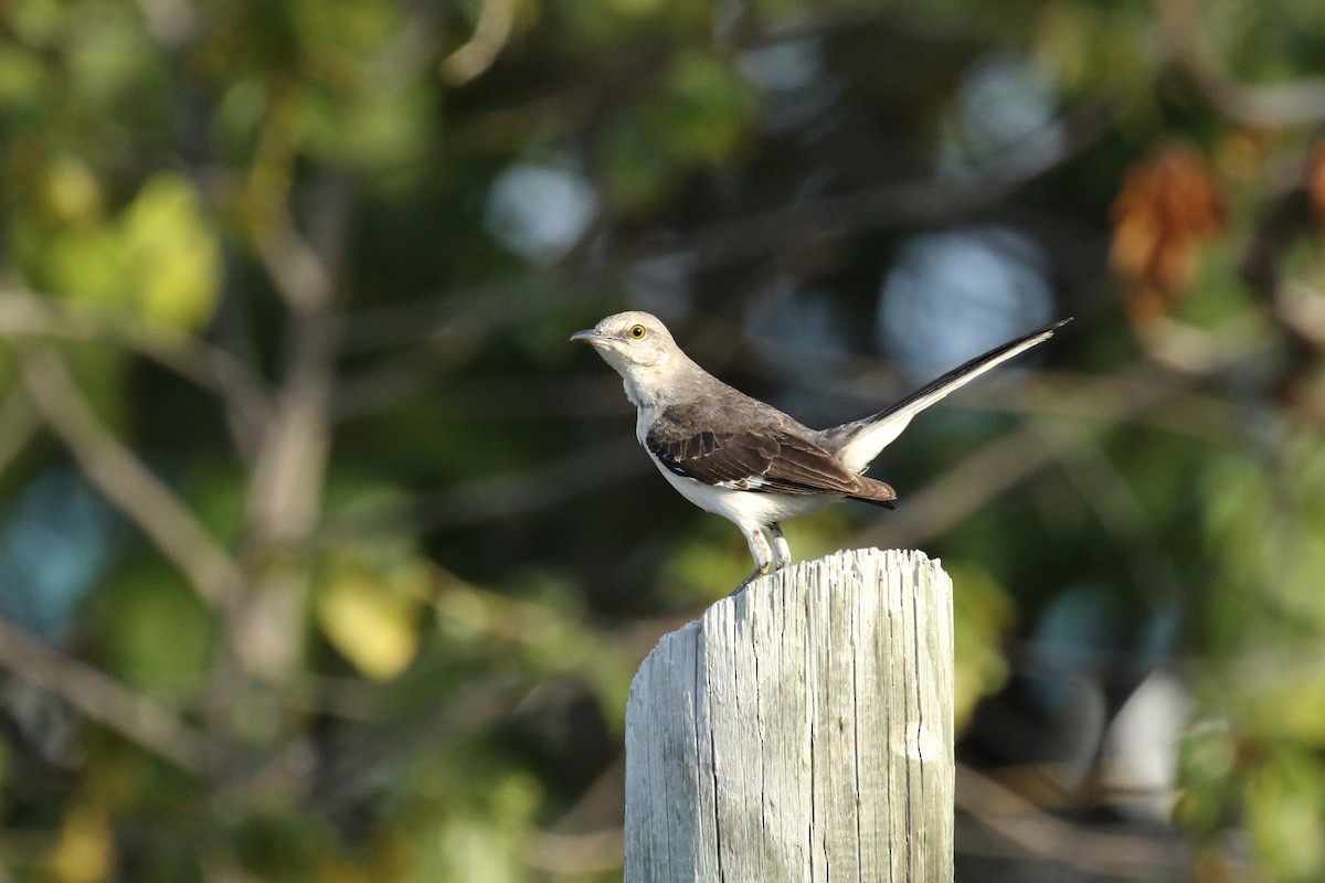 Northern Mockingbird - ML617742814