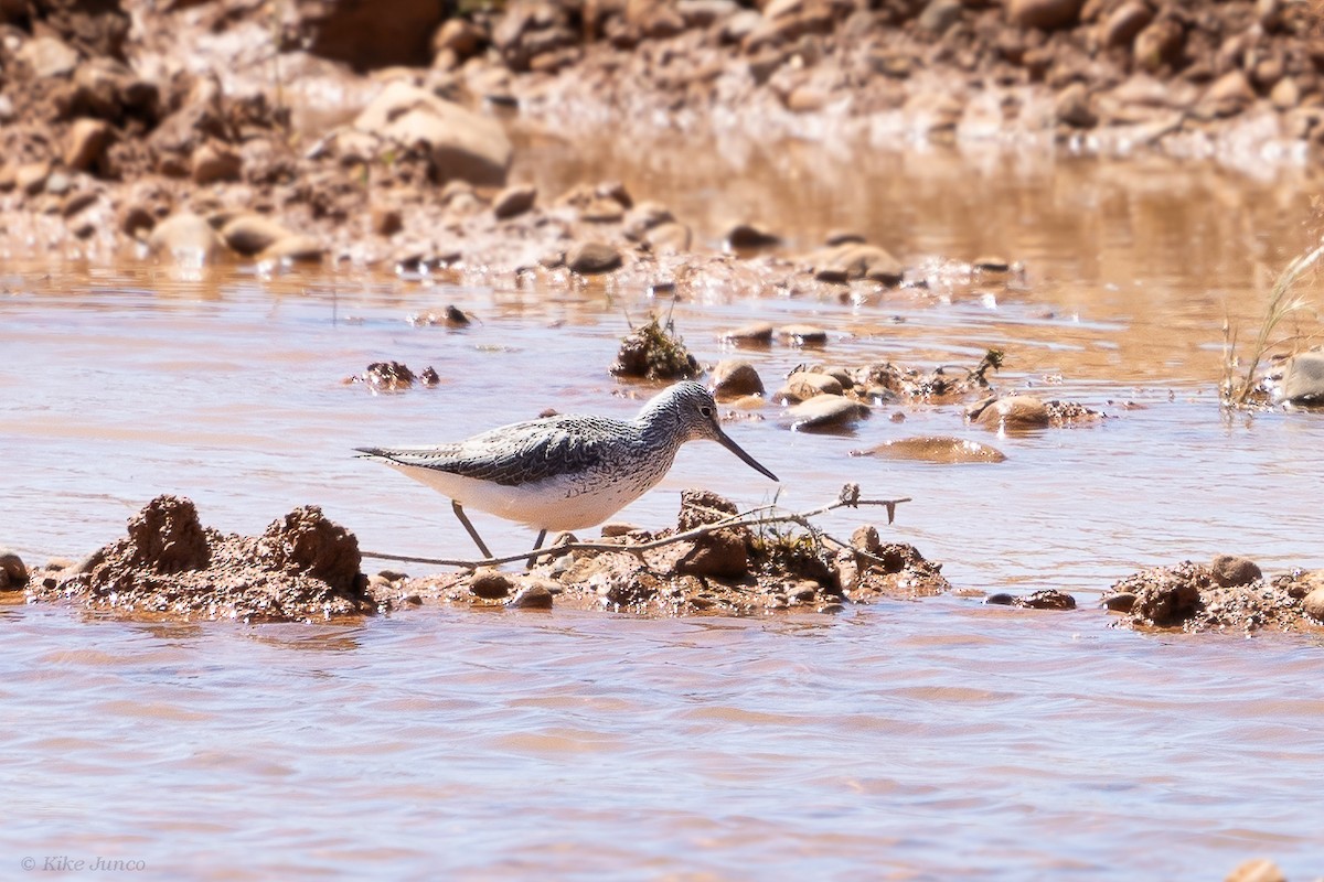 Common Greenshank - ML617742945