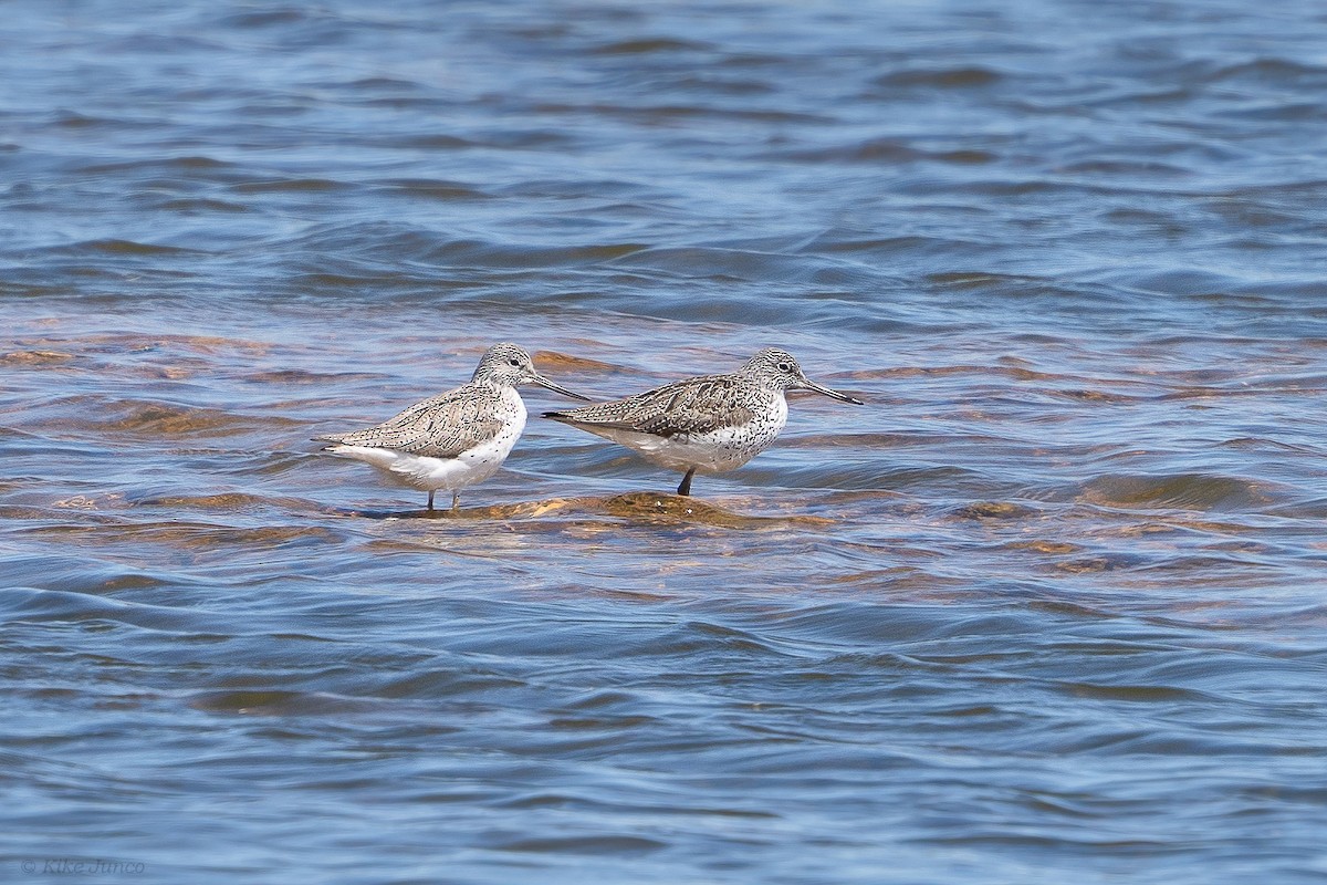 Common Greenshank - ML617742946