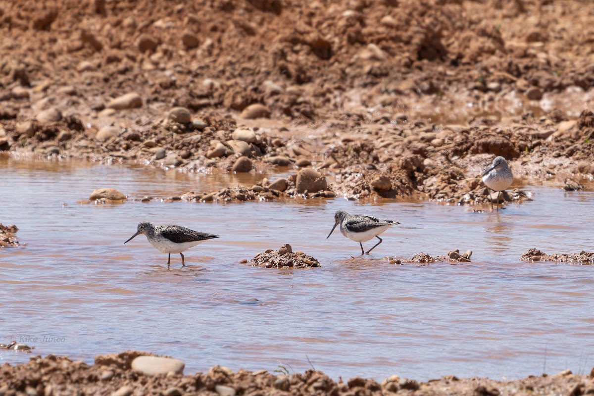 Common Greenshank - ML617742947