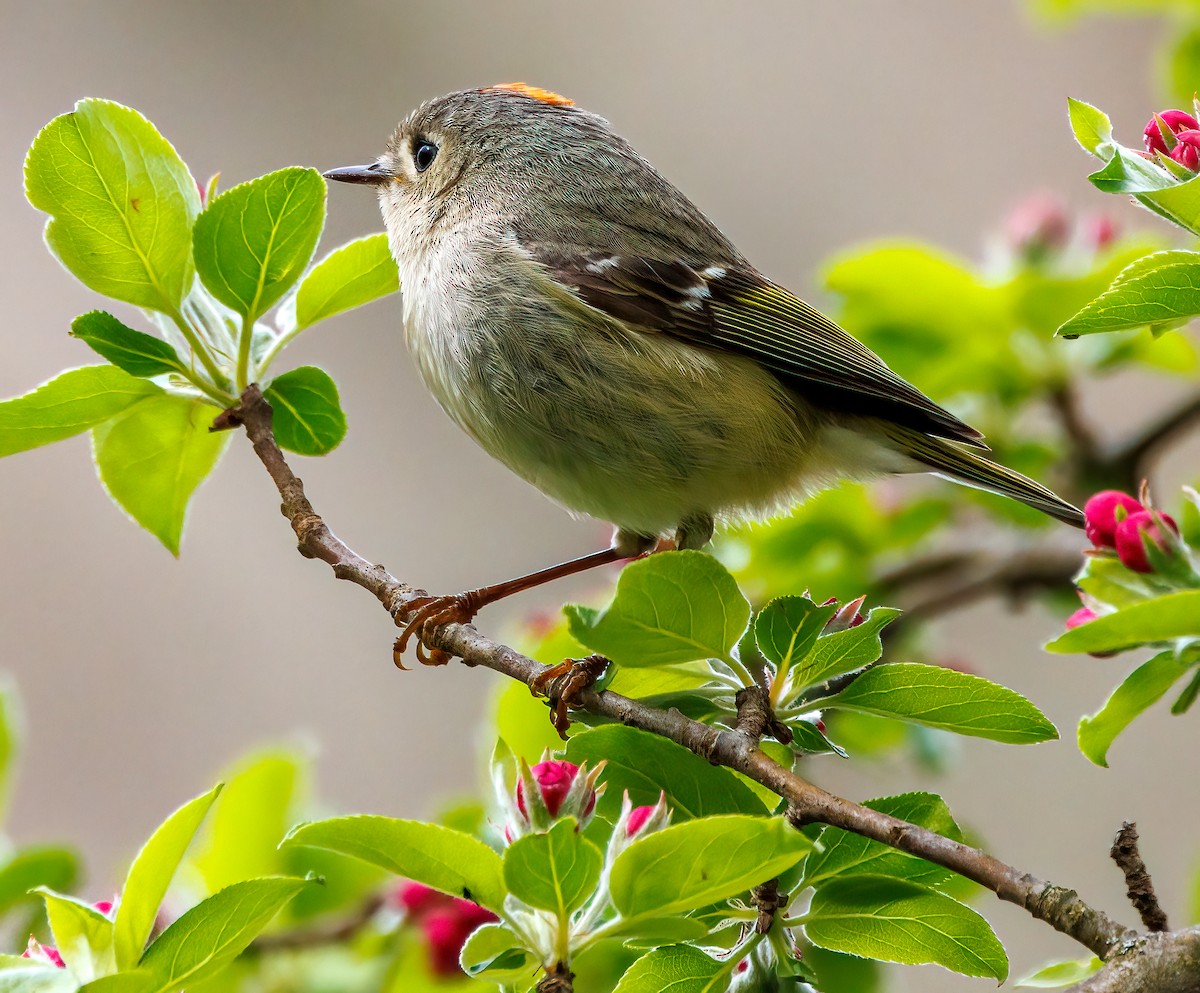 Ruby-crowned Kinglet - Debbie Lombardo