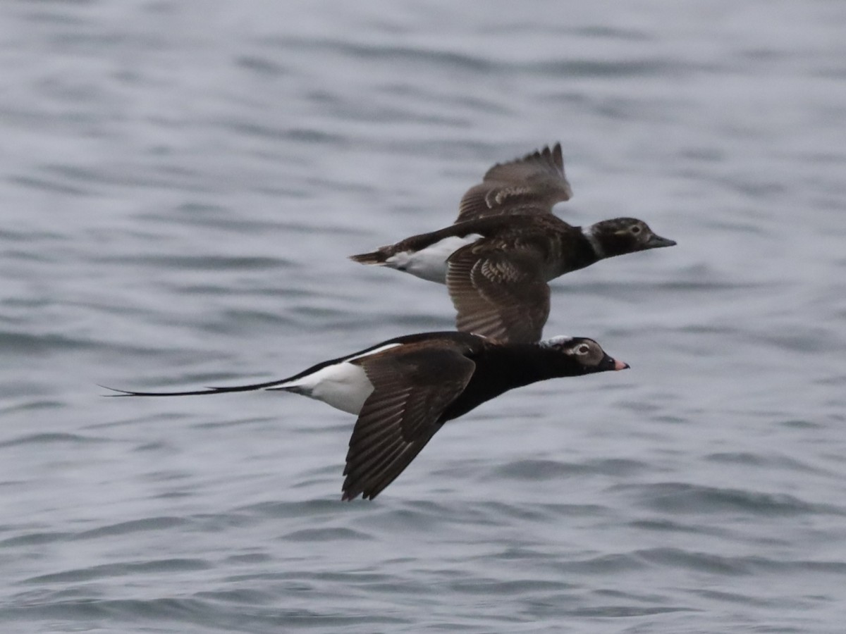 Long-tailed Duck - ML617743104