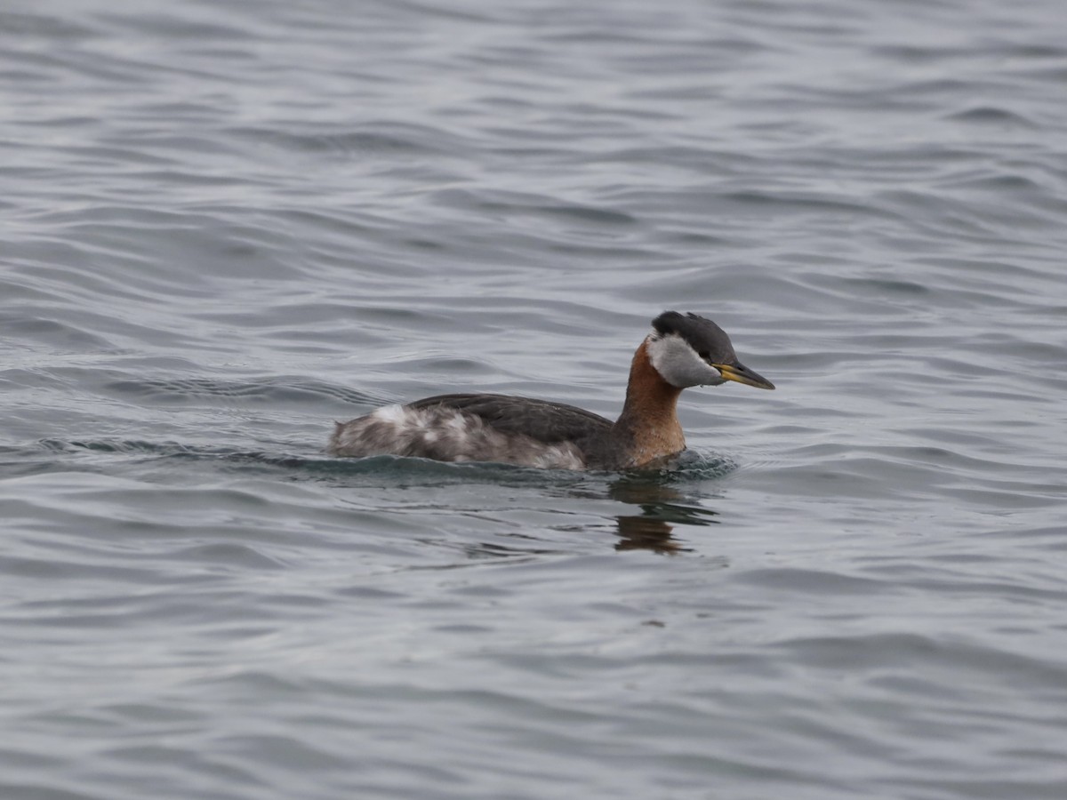 Red-necked Grebe - ML617743137