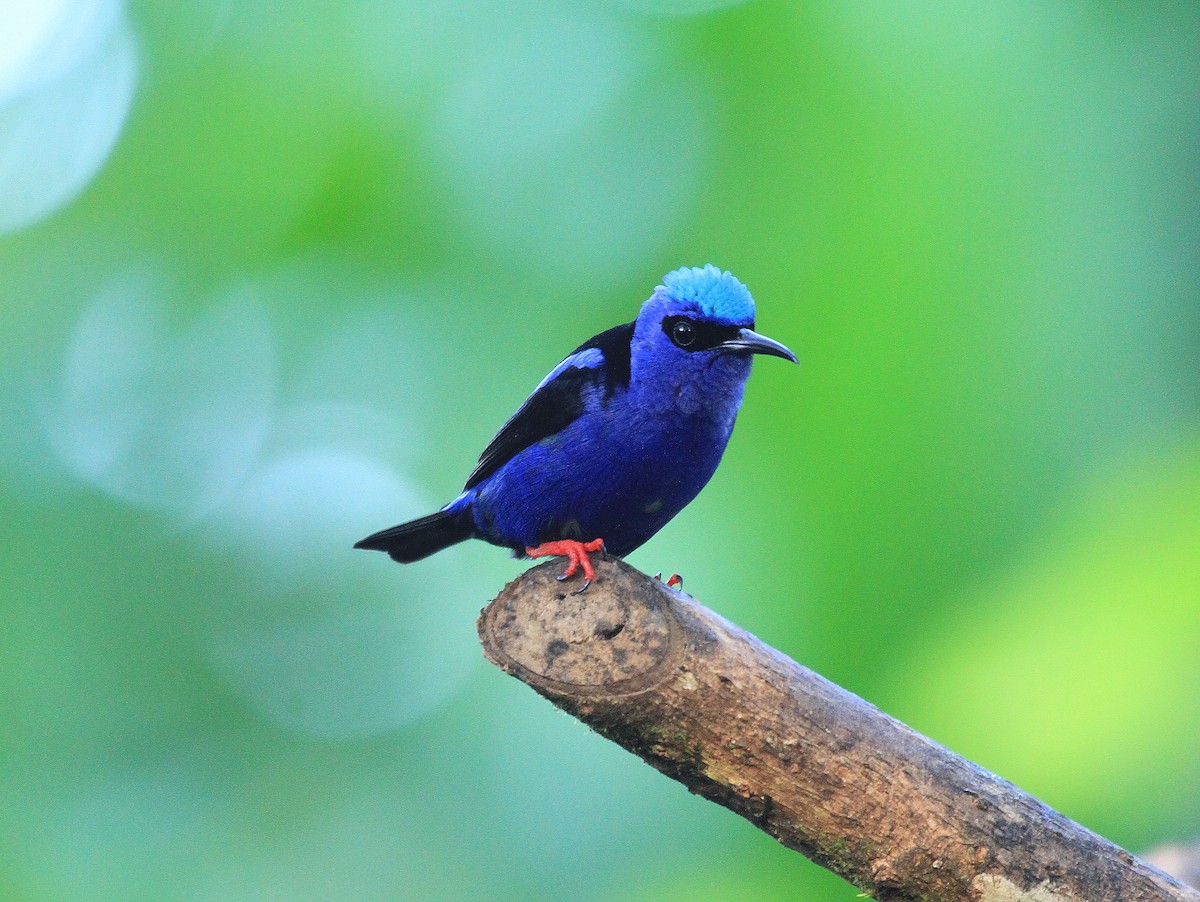 Red-legged Honeycreeper - ML617743204