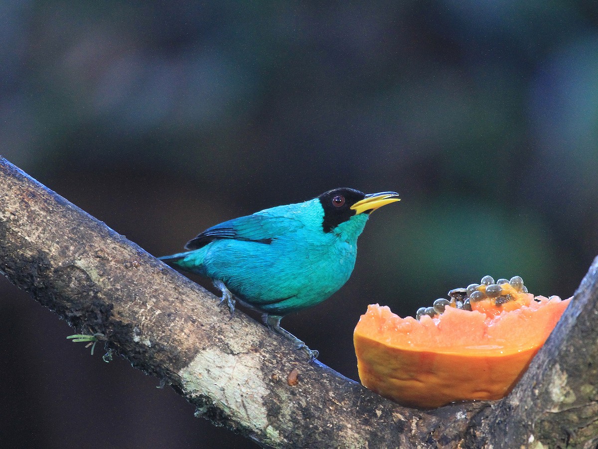 Green Honeycreeper - Geoff Butcher