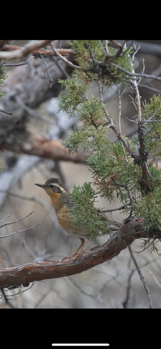 Varied Thrush - ML617743261