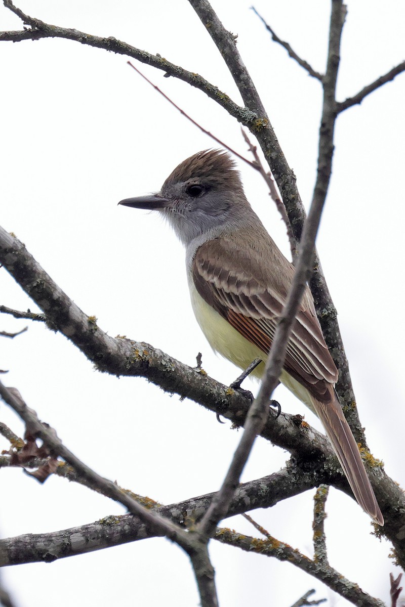 Brown-crested Flycatcher - ML617743269