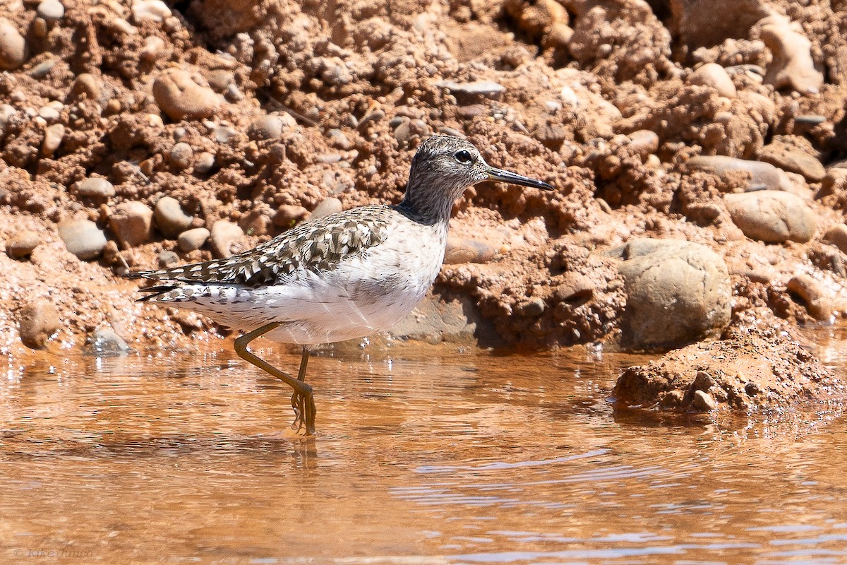 Wood Sandpiper - ML617743296