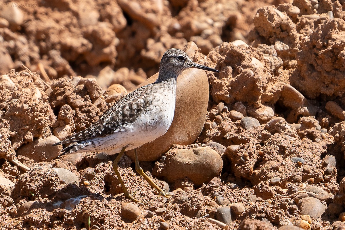 Wood Sandpiper - ML617743297