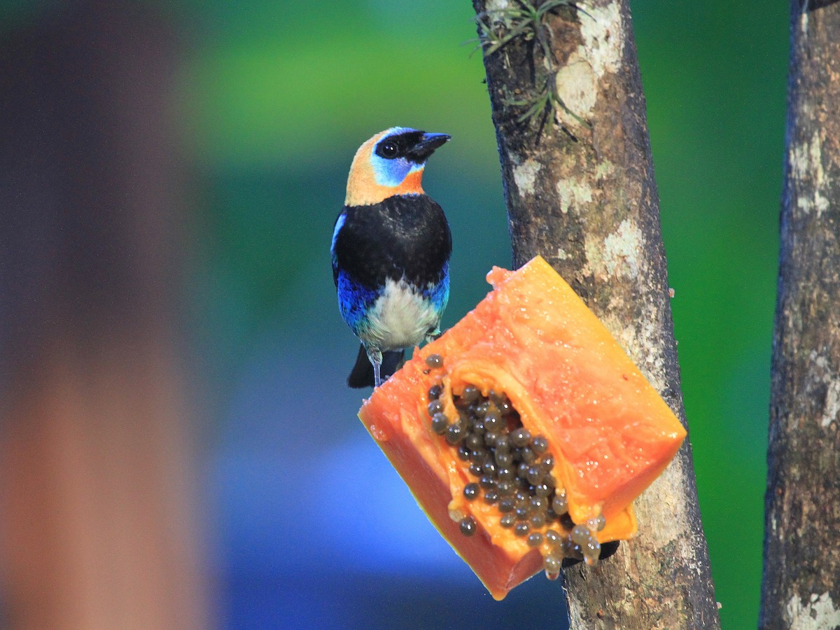 Golden-hooded Tanager - ML617743307