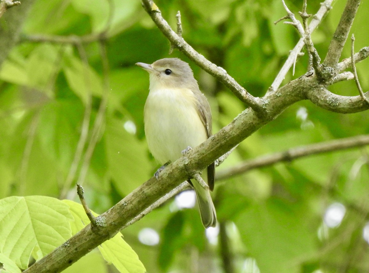 Warbling Vireo - ML617743312