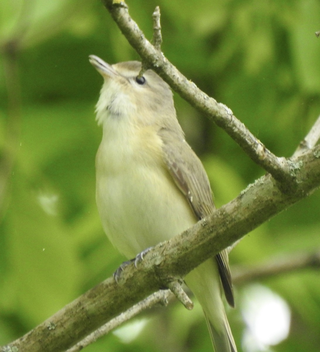 Warbling Vireo - ML617743314