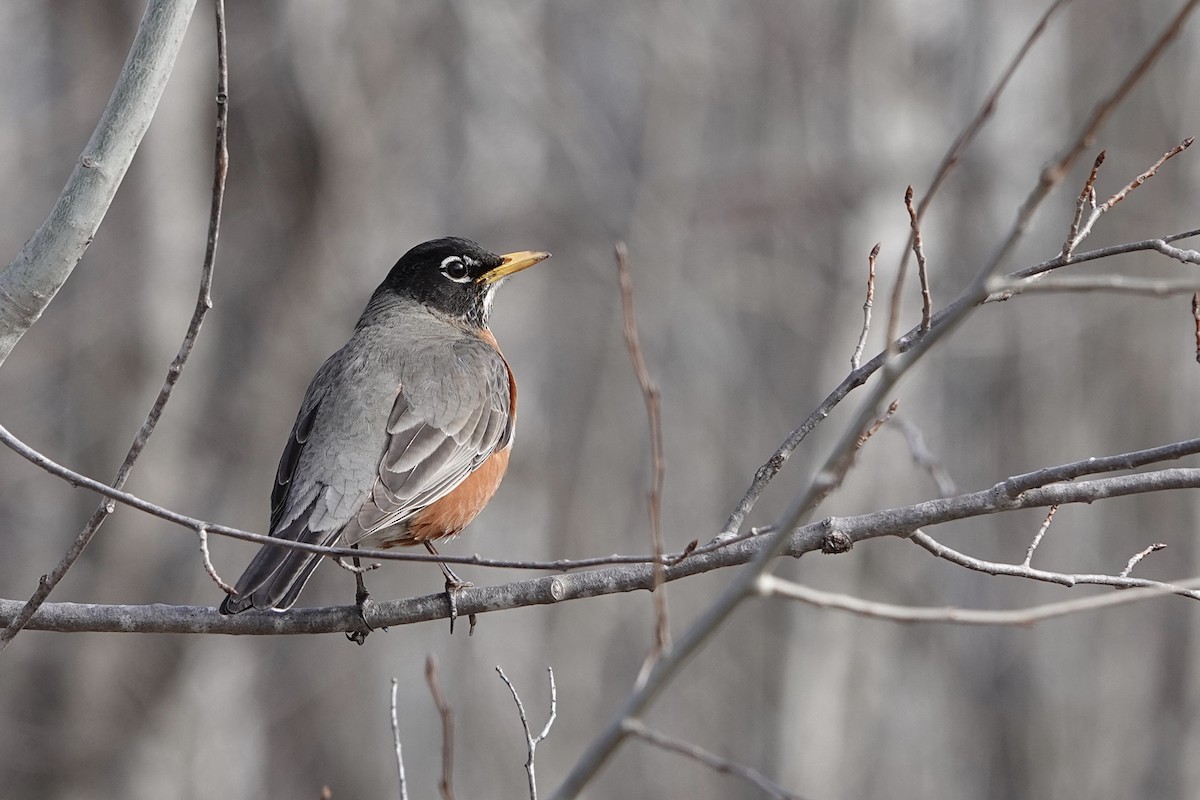 American Robin - ML617743333