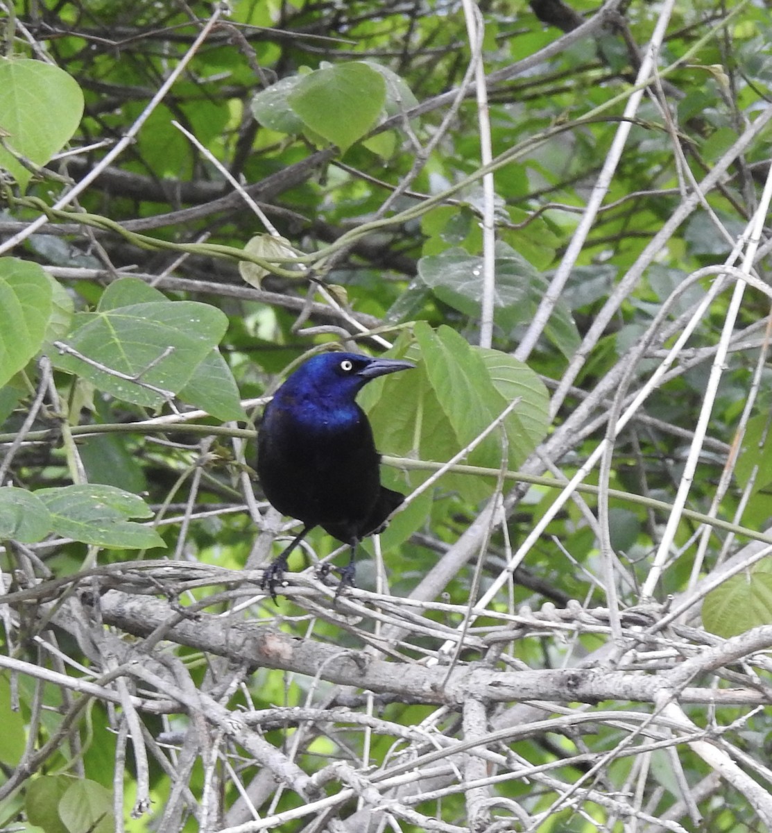 Common Grackle - ML617743341