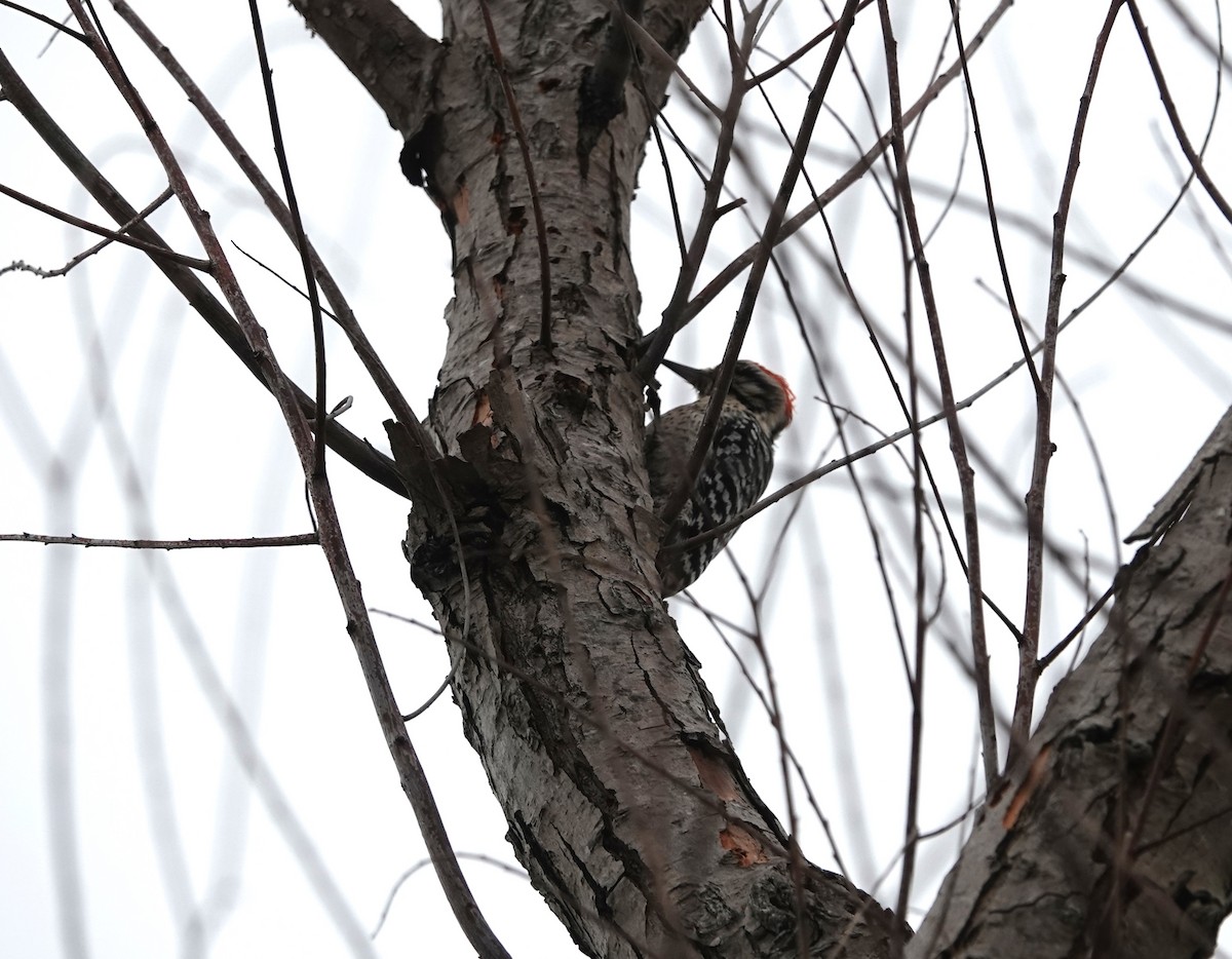 Ladder-backed Woodpecker - Jane Tillman