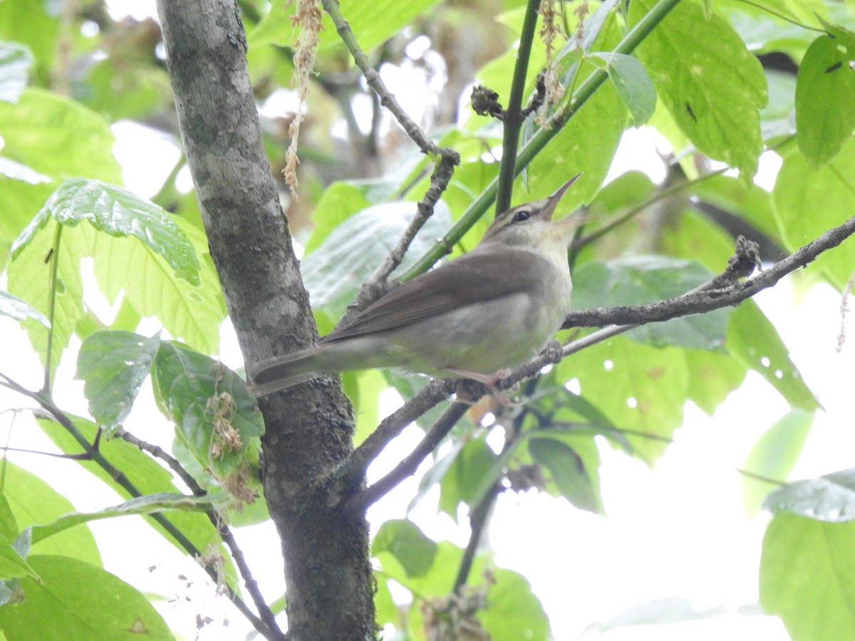 Swainson's Warbler - Nan Dewire