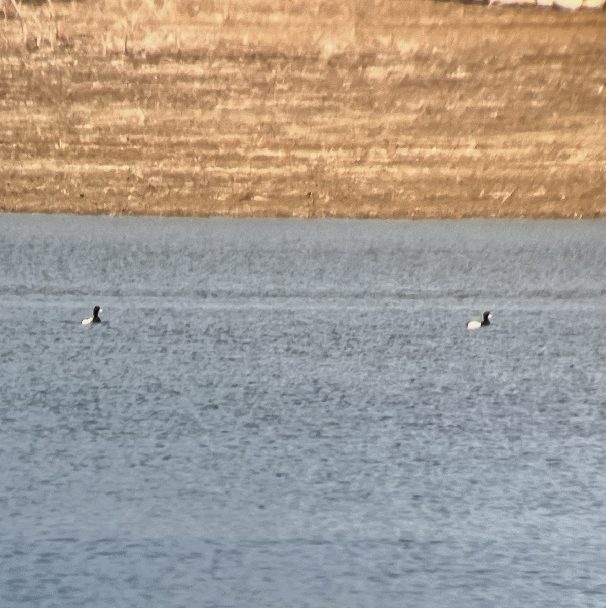 Greater Scaup - ML617743376