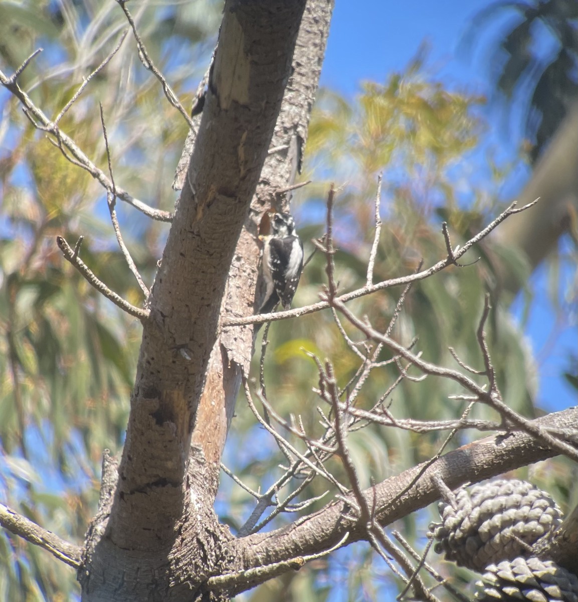 Hairy Woodpecker - ML617743380