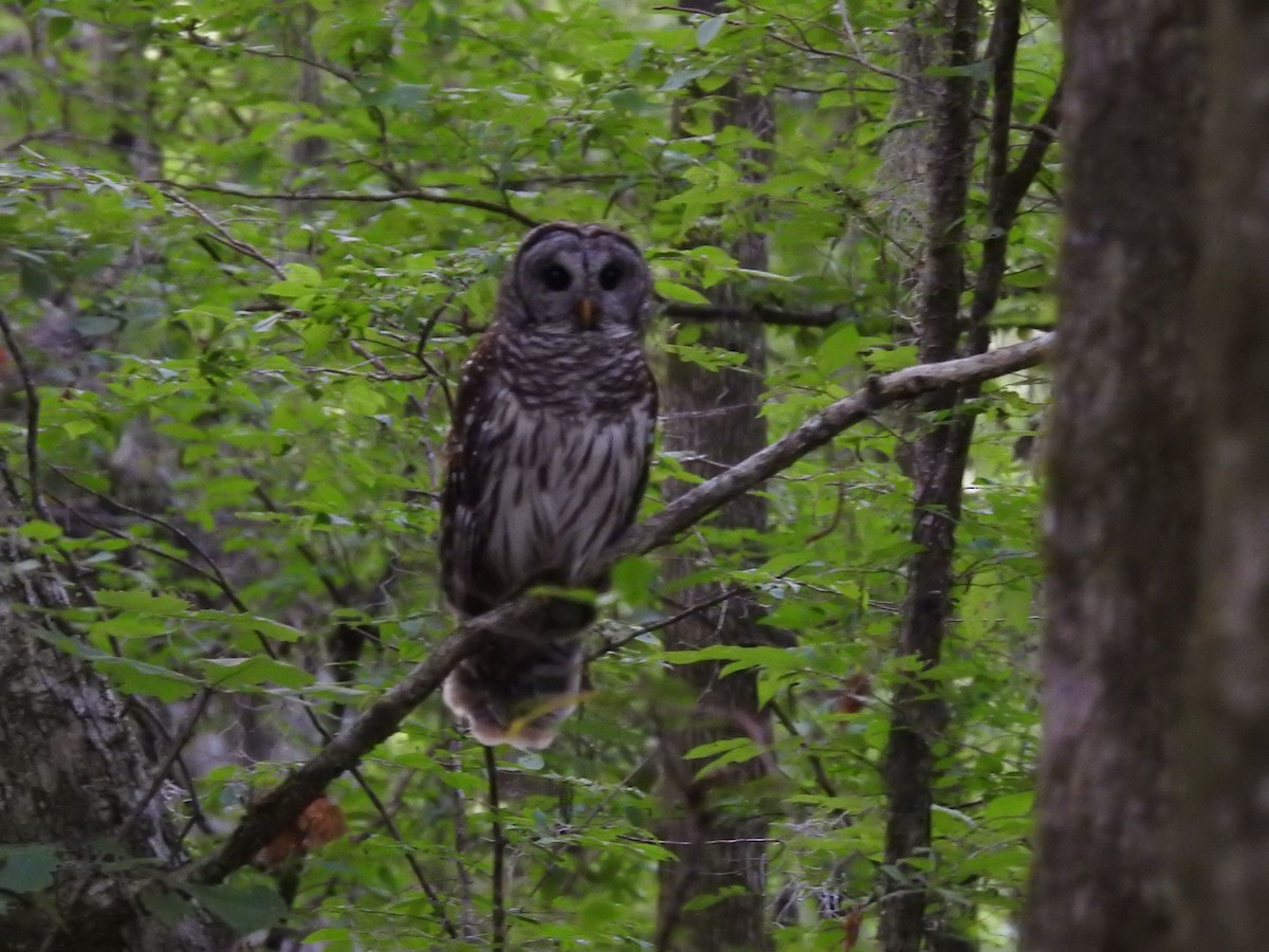 Barred Owl - ML617743490