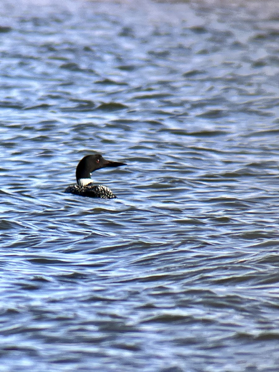 Plongeon huard - ML617743519