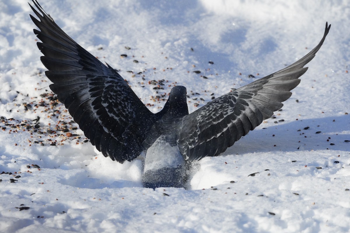 Rock Pigeon (Feral Pigeon) - Amy Swarr