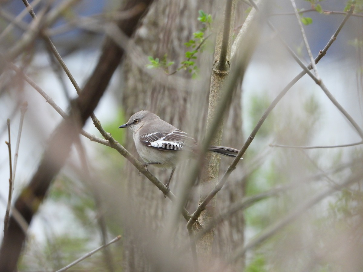 Northern Mockingbird - ML617743540