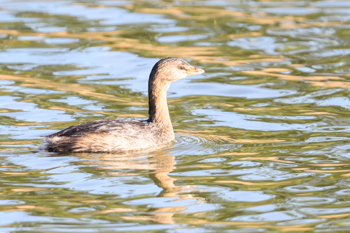 Pied-billed Grebe - ML617743543