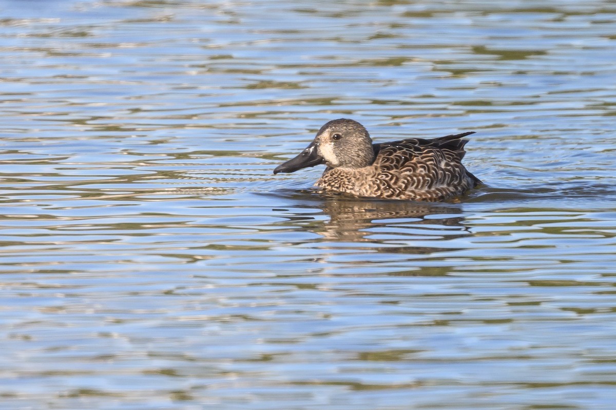 Blue-winged Teal - Stephen Davies