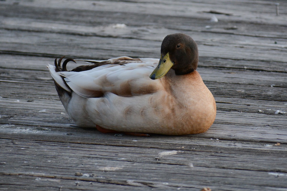 Mallard (Domestic type) - ML617743577